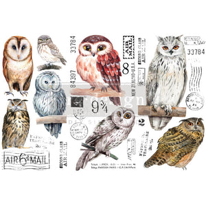 Owl - Mini Transfer - Small Transfer
