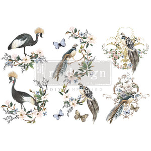 Rare Birds - Redesign Small Transfer