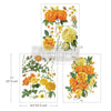 Pre-Order - My Honey - Middy Transfer - New Release